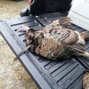 Spring Gobbler