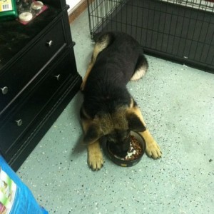 Friends lazy ass GSD lies down and eats