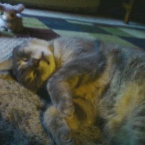Fat...really fat.