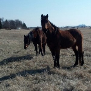 Horses