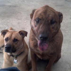 Puppies hanging out