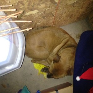 Dixie thinks this yellow glove is a puppy. She snuck into the basement and 