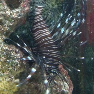 My lion fish having dinner