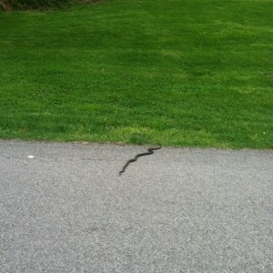 First snake I have seen this year.