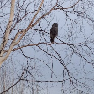 My son took this picture of an owl yesterday. Don't see these guys out