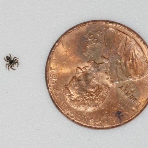 DSCF5444_tiny_spider_penny_sm