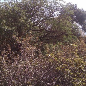 IMG01010-20120401-1025