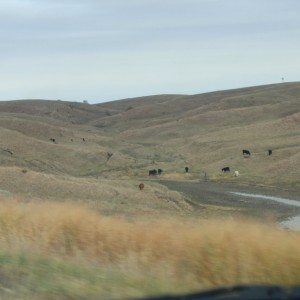 Greeley county grazing