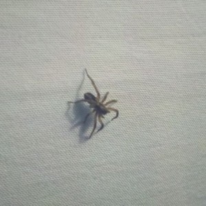 Was laying in my bed and this little f*** decided to run across me.