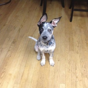 His ears sit this way haha
