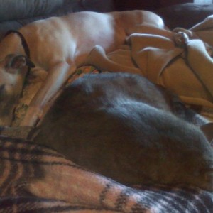 Sleepy friends