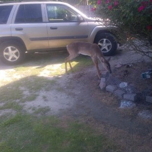Family deer