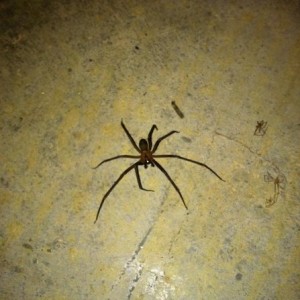 I just had a heart attack. This fucker is in my basement and jumped at me!