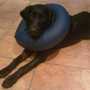Poor guy just got his manhood cut off.... :(