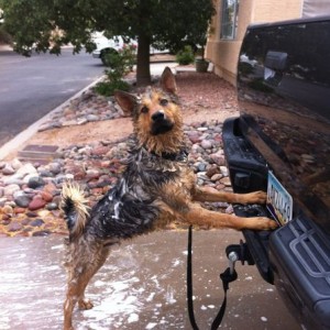 Now that's a well trained dog.