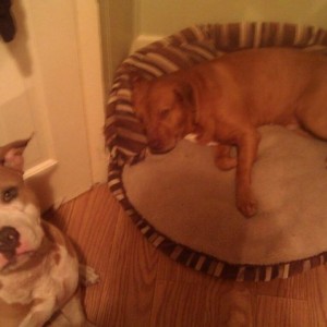 I'd you heard the story about the pit bulls that saved my life these a