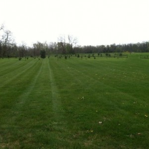 Mowing the side yard like a boss.