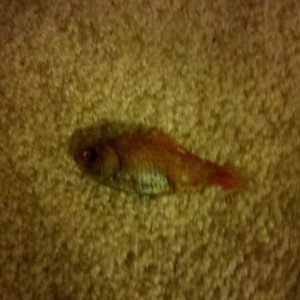 I think one of our fish committed suicide
