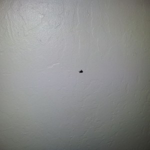Heyy there little guy