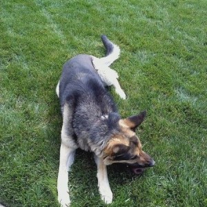 mans best friend