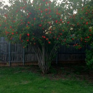 Pomegranate tree. Fat