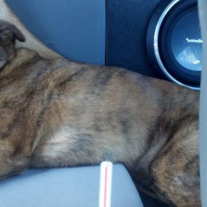 Sedated dog is sleepy