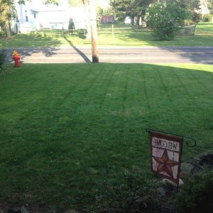 ...My yard