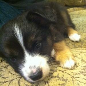 My sisters mini australian shepherd 