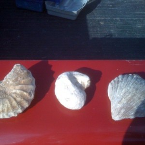 lk_texoma