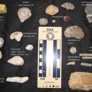 fossils