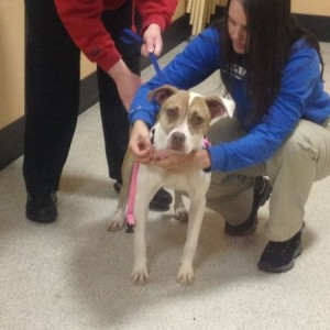 Our new addition, Macy!