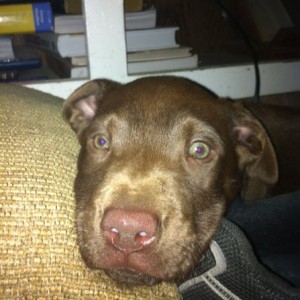 R.i.p. Ralphie boy :(