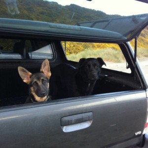 Our dogs