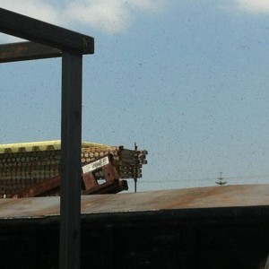 Bees! :eek: