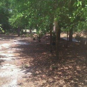 Enjoying this warm not very humid dqy by planting azaleas.