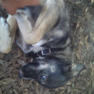 Got a new dog on the farm German shepherd with husky with something, found 