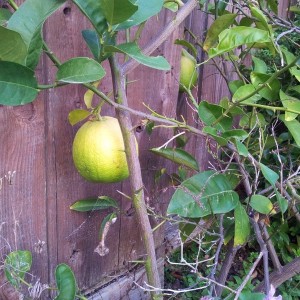 Lets play guess the fruit. Its about 4" diameter ....