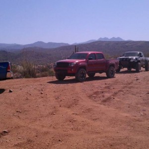 sycamore4/29/2012