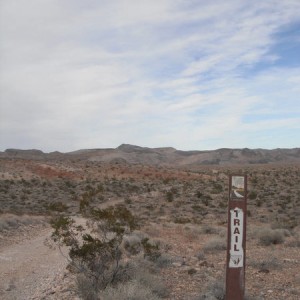 Bitter Springs