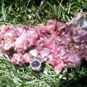 Oh... And since wehre on the subject,. Here's what's left of a ra