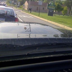 Big wasp... GTF off my hood! :mad: