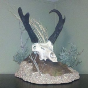 2011 antelope.