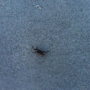 Baby crab I think.