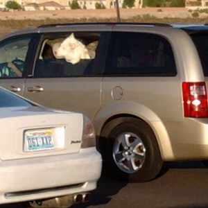 What up dog LOL