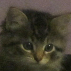 Baby Foofoo