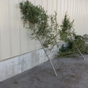 Saddest little Christmas trees...