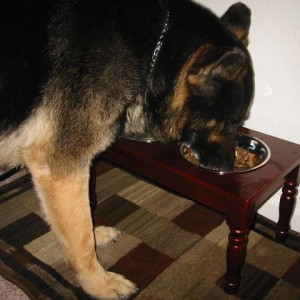 Chowtime for Bosco