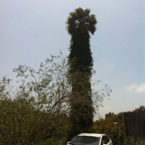 wow that palm tree 