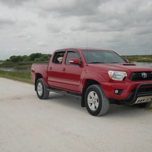 2012 Barcelona Red TRD Sport DC with Paddington the CCI puppy