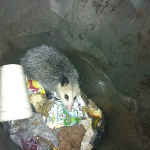 Found this guy in one of the trash cans at work